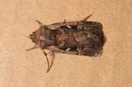 Image of heath rustic