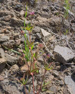 Слика од Trifolium gracilentum var. palmeri (S. Watson) McDermott