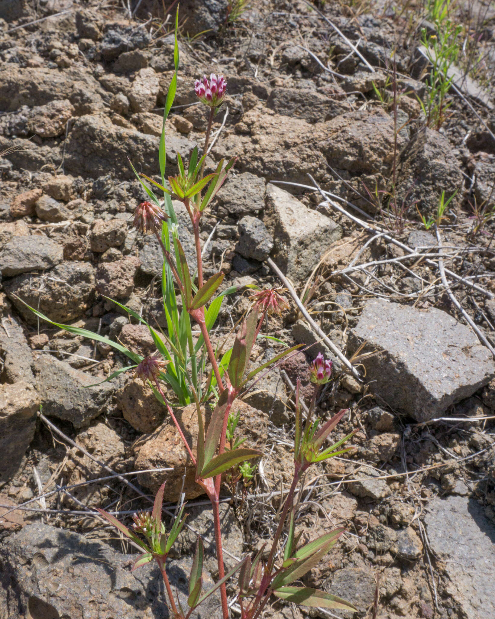 Слика од Trifolium gracilentum var. palmeri (S. Watson) McDermott