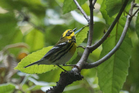 Image of Townsend's Warbler