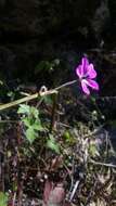 Image of Geranium wallichianum D. Don ex Sweet