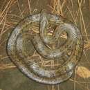 Image of Walnut Kukri Snake