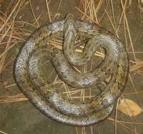 Image of Walnut Kukri Snake