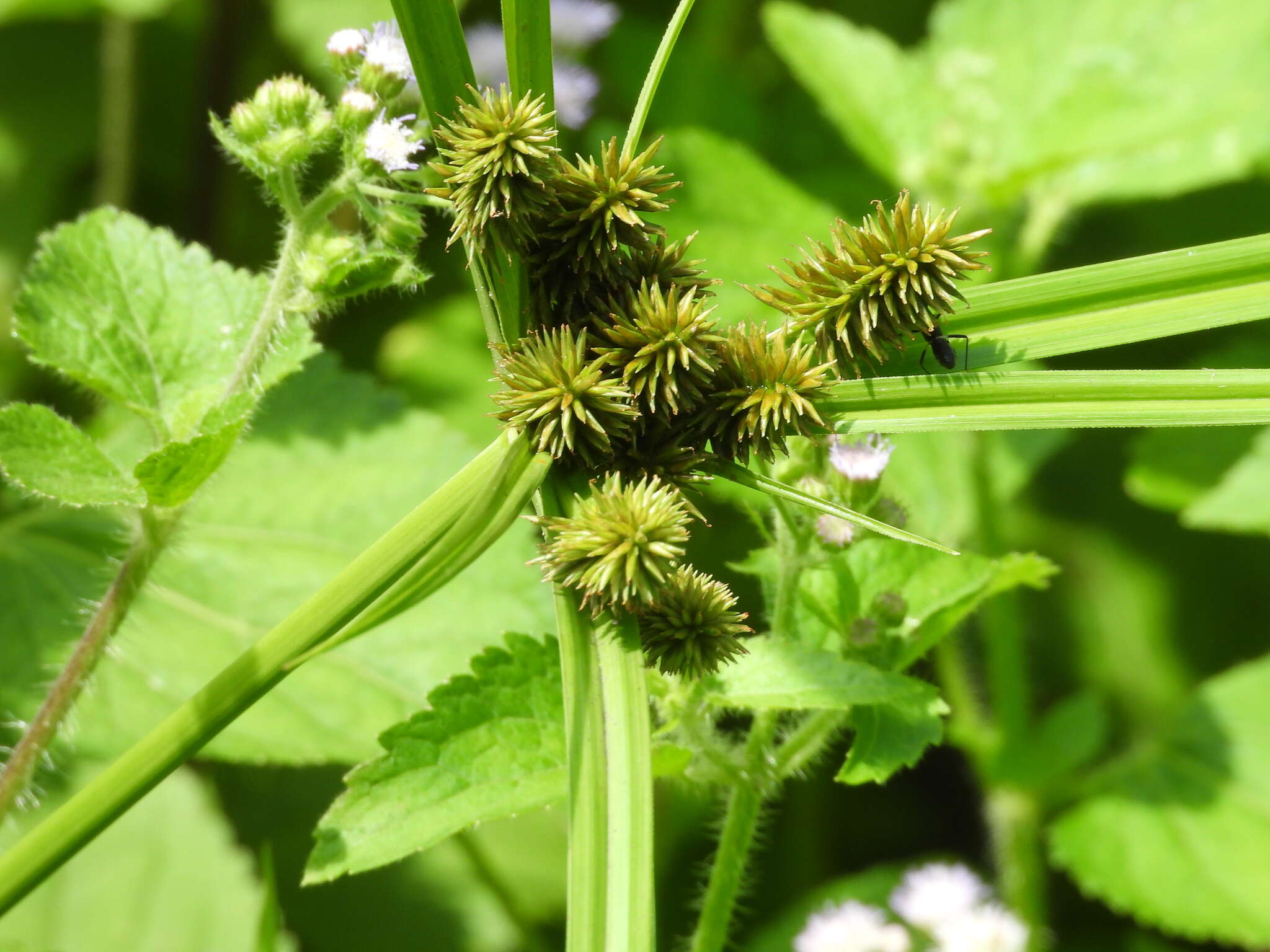 Image de Cyperus cyperinus (Retz.) Valck. Sur.