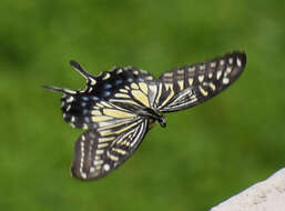 Image of Asian swallowtail