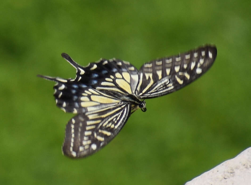 Papilio xuthus Linnaeus 1767 resmi