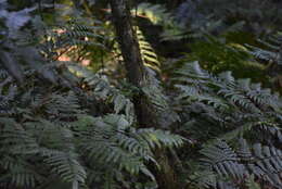 Imagem de Pteris deflexa Link