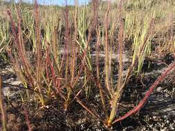 Image of Drosera graminifolia St. Hil.