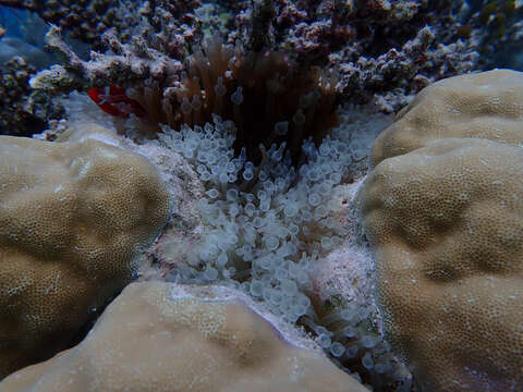 Image of Damselfish