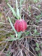 Image of Fritillaria montana Hoppe ex W. D. J. Koch