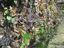 Слика од Trachystemon orientalis (L.) G. Don