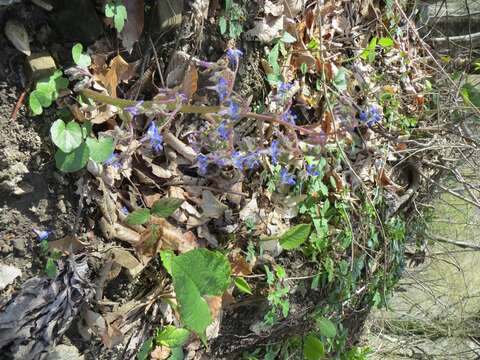 Image of Trachystemon orientalis (L.) G. Don