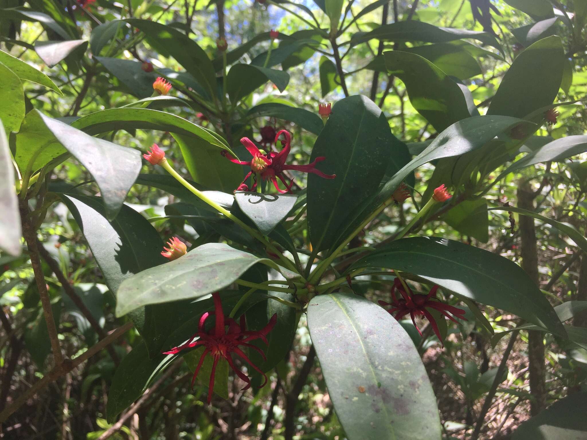 Image de Illicium floridanum Ellis