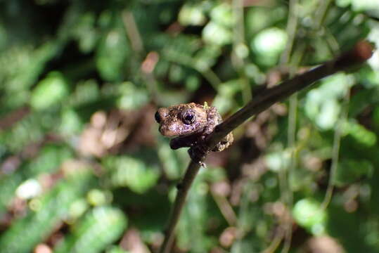 Image of Pristimantis pardalis (Barbour 1928)