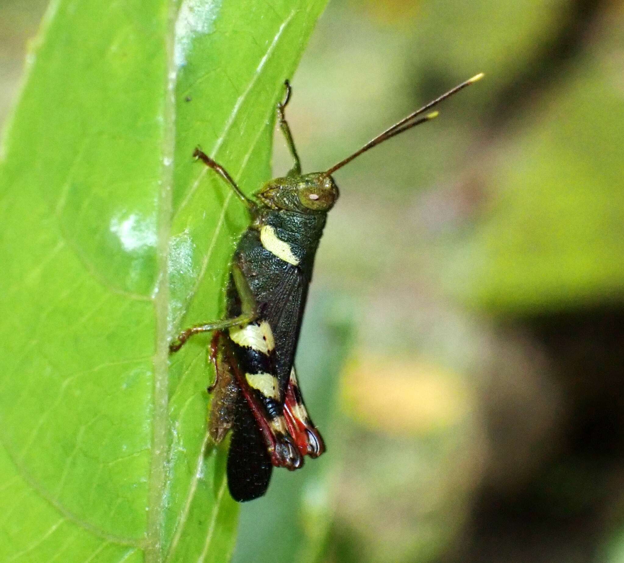 Apalacris varicornis Walker & F. 1870的圖片