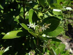 Imagem de Erithalis fruticosa L.