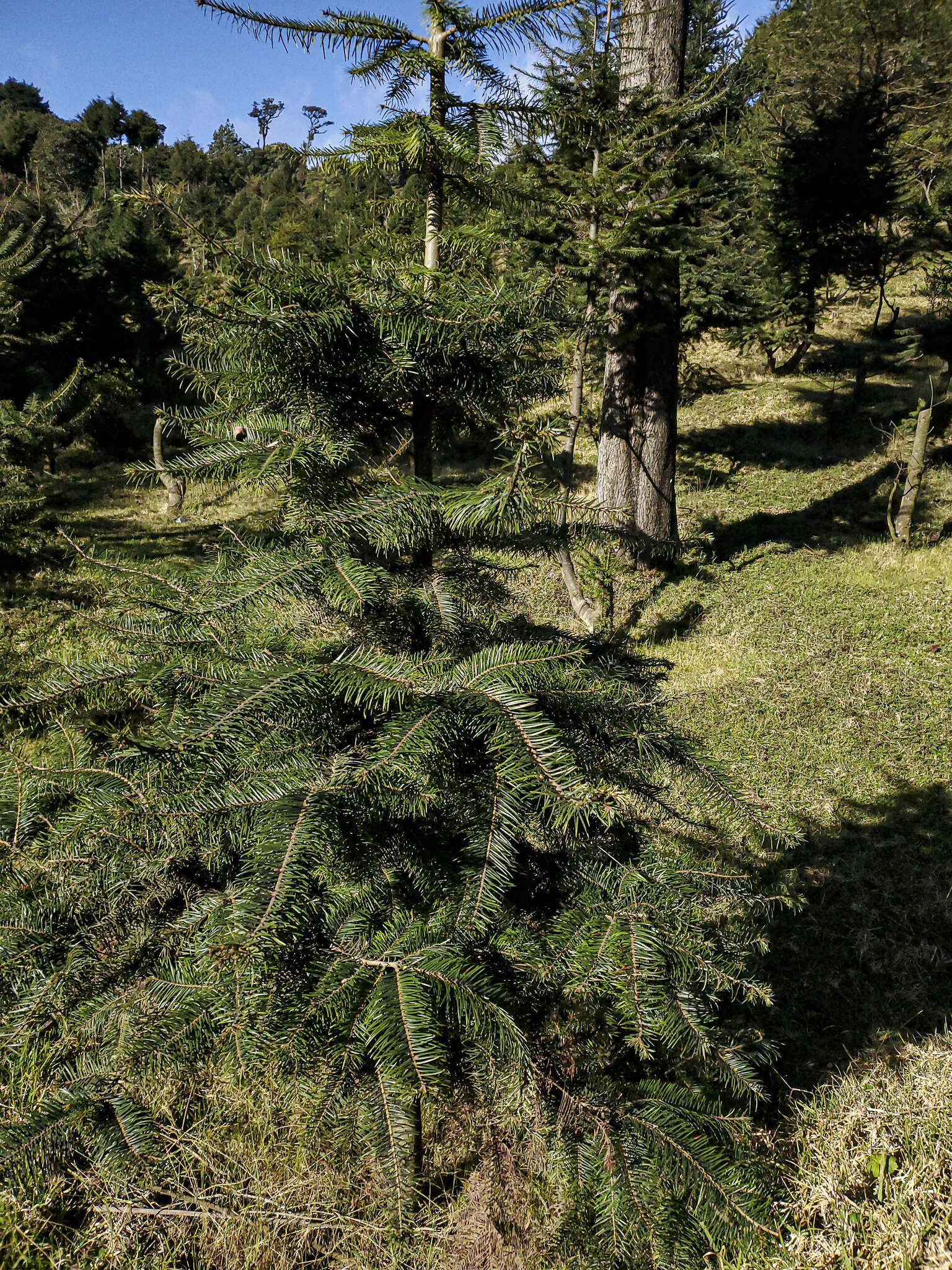 Image of Guatemalan Fir