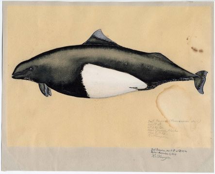 Image of Dall's Porpoise
