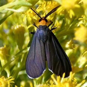 Image of Ctenucha rubriceps