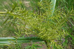 Imagem de Cyperus digitatus subsp. auricomus (Sieber ex Spreng.) Kük.