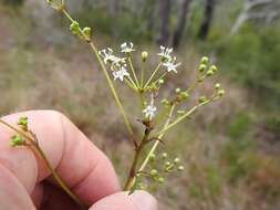 Image of Astrotricha glabra Domin