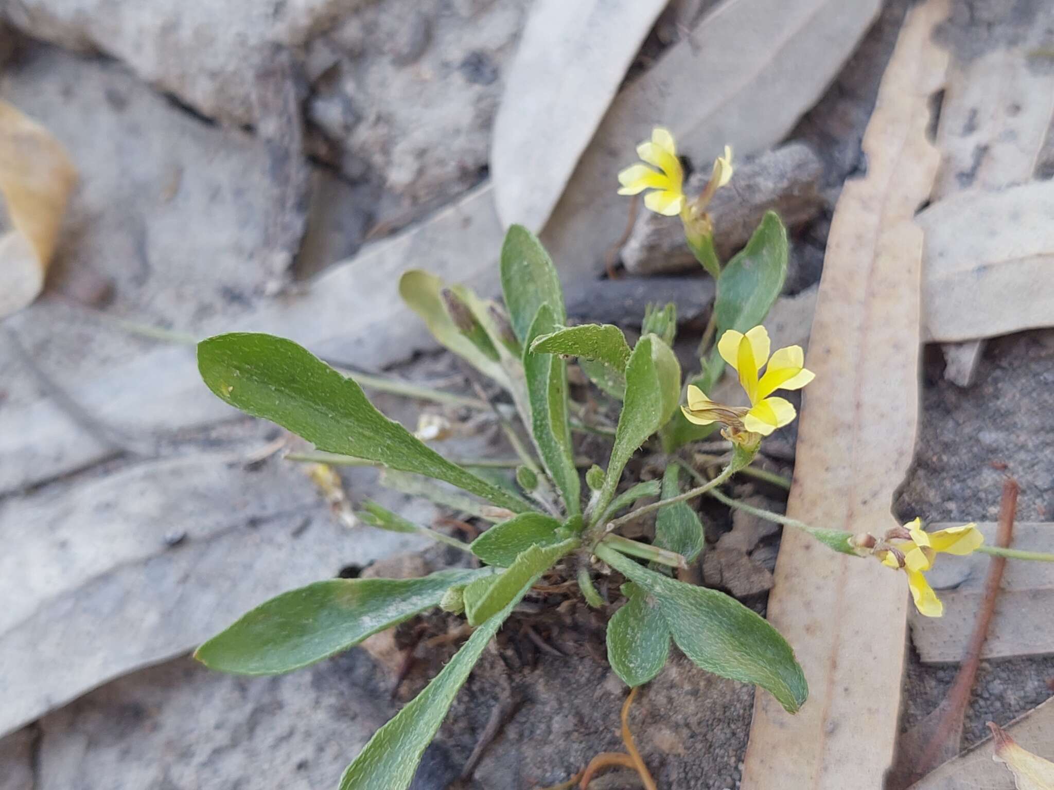 Image of Goodenia fascicularis F. Müll. & Tate.