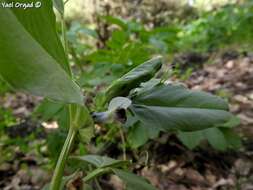 Vicia galilaea Plitmann & Zohary的圖片