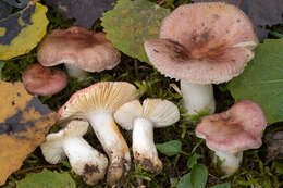 Image of Russula arpalices Sarnari 1994