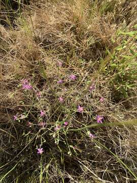 Image of Zeltnera namatophila