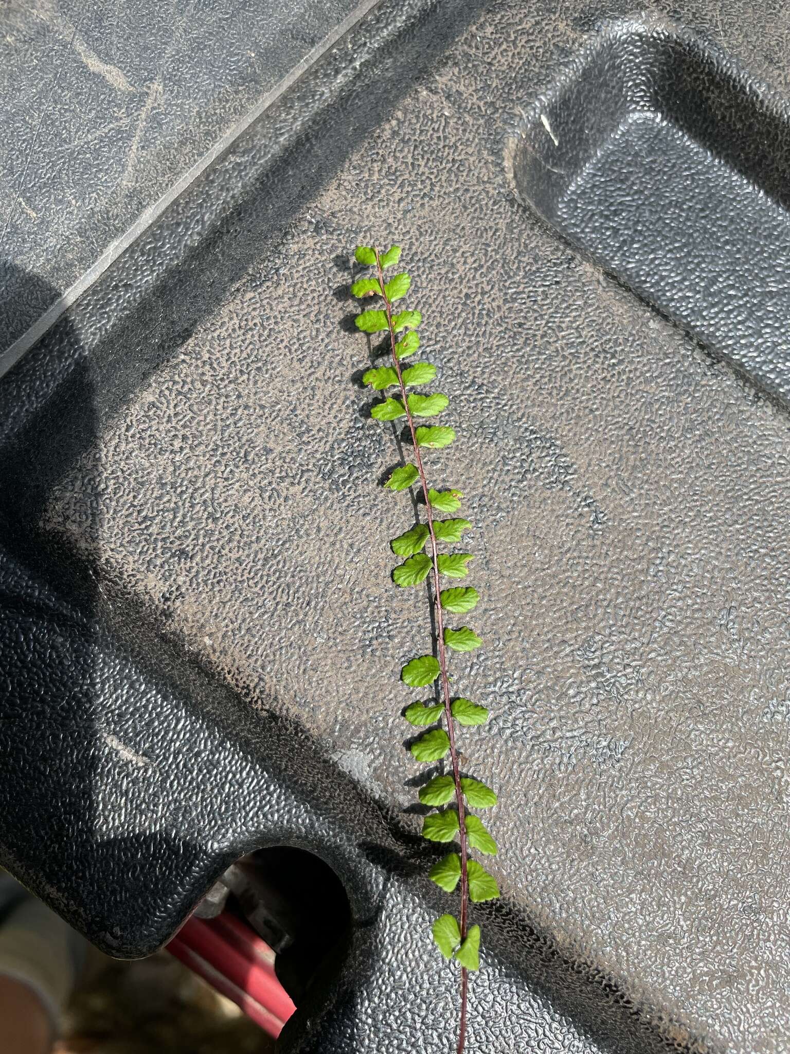 Image of maidenhair spleenwort