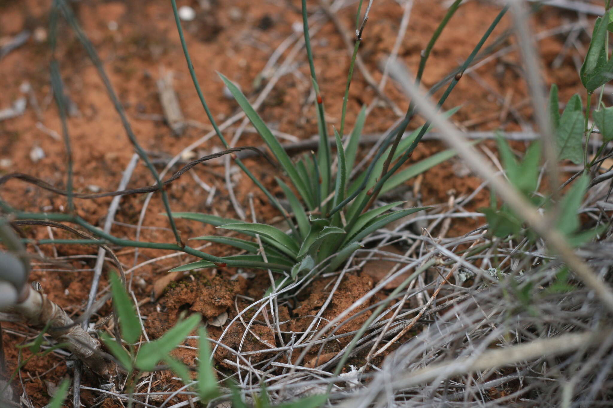 Image of Chlorophytum crispum (Thunb.) Baker