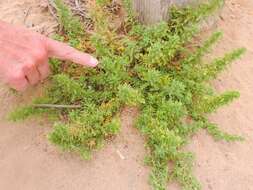 Image of cutleaf goosefoot