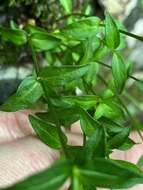 Image of Roan Mountain bluet