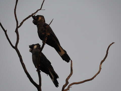 Image of Carnaby's Black Cockatoo