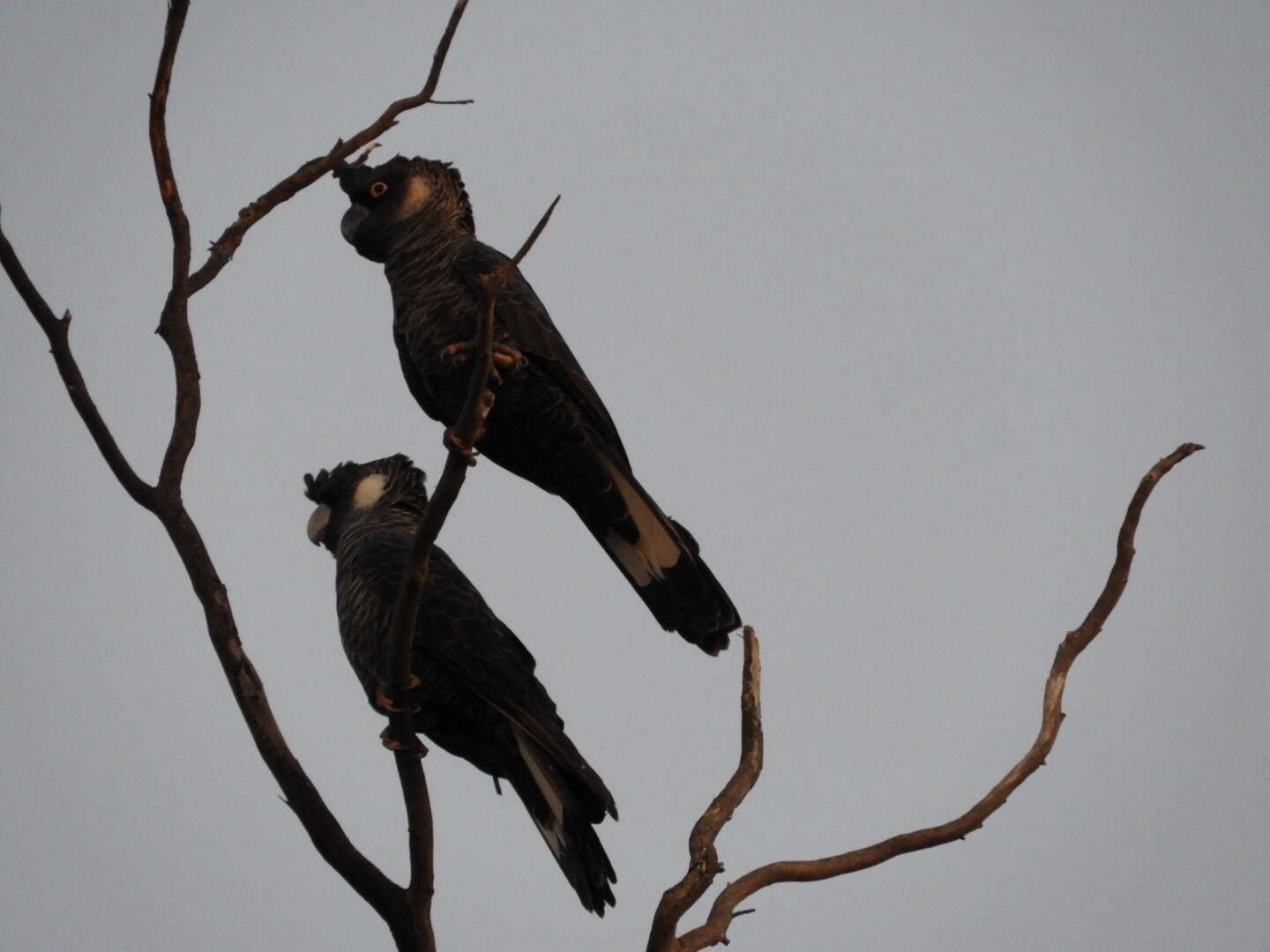 Image of Carnaby's Black Cockatoo