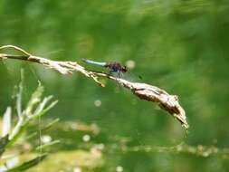 Erythrodiplax connata (Burmeister 1839) resmi