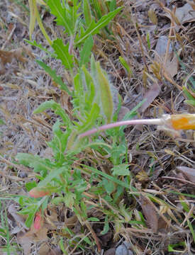 Imagem de Oenothera grandis (Britt.) Rydb.