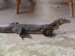 Image of Varanus salvator celebensis (Schlegel 1844)