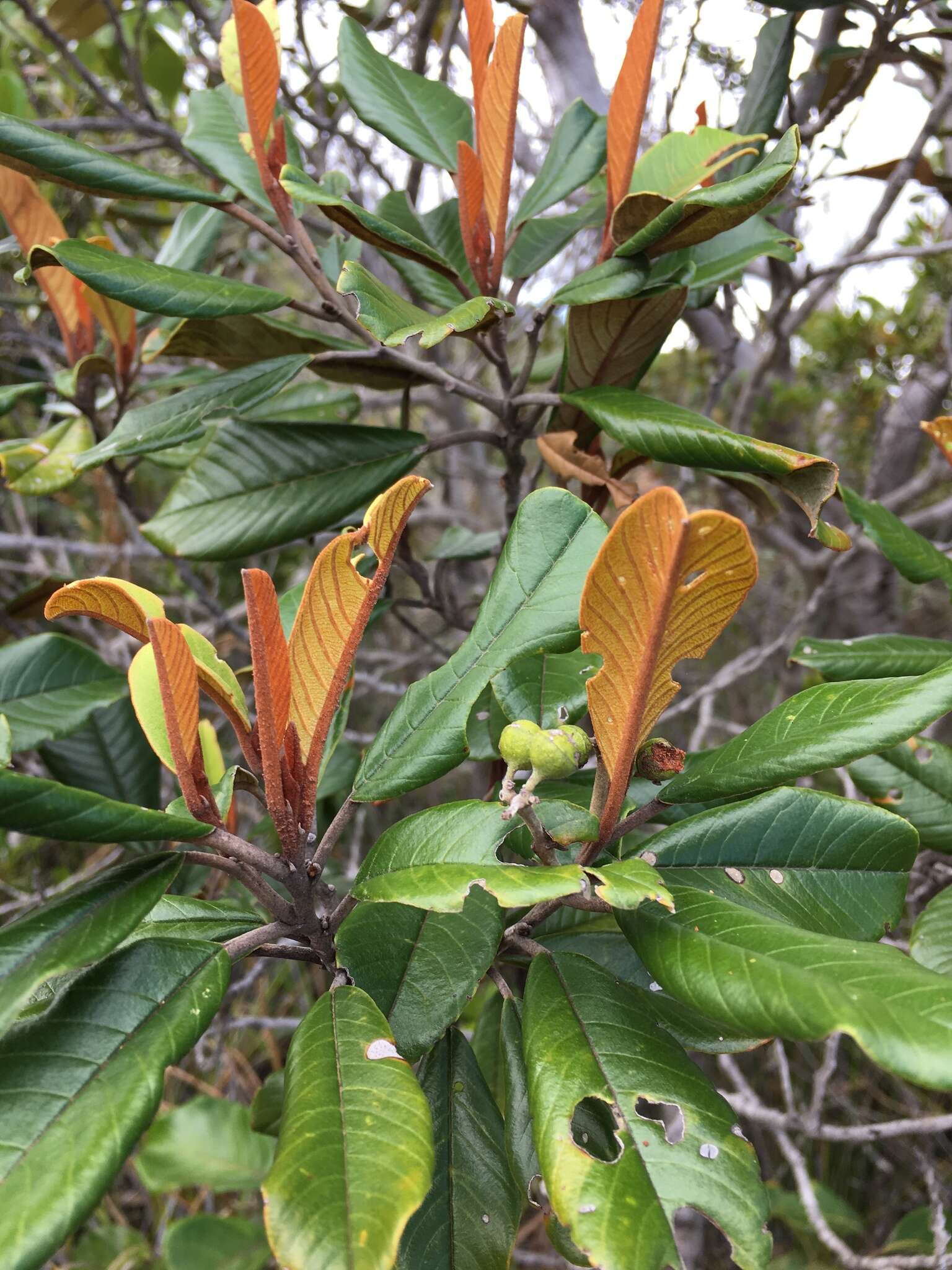 Image de Alphitonia neocaledonica (Schltr.) Guillaum.