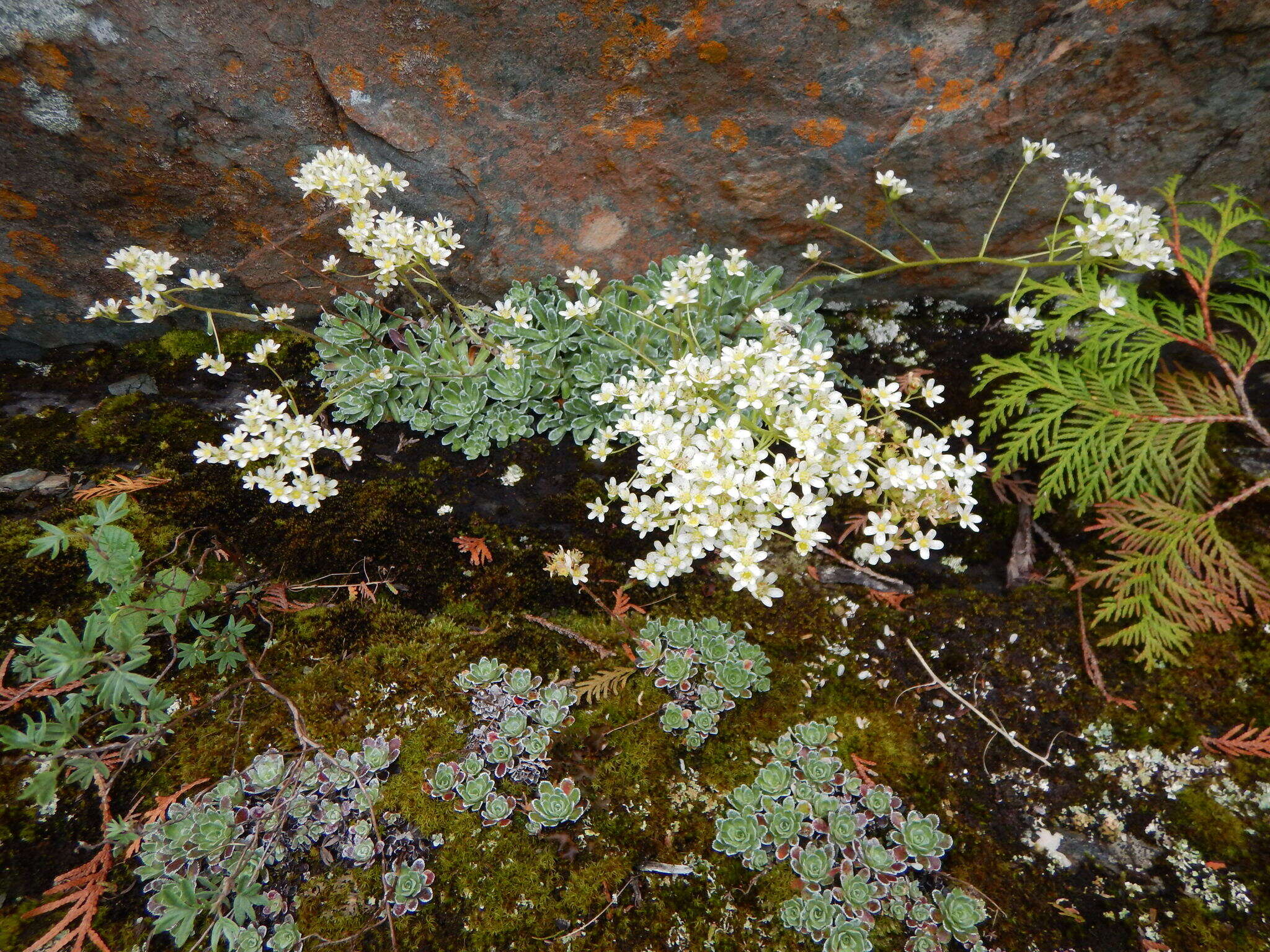 Image of Livelong Saxifrage