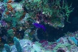 Image of Purple anthias