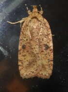 Image of Thelma's Agonopterix