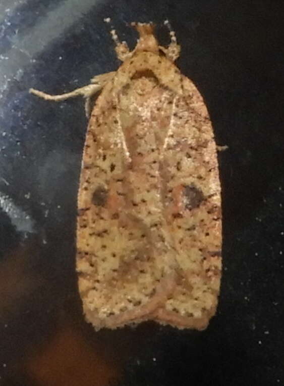 Image of Thelma's Agonopterix