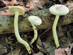 Слика од Hygrophorus discoxanthus (Fr.) Rea 1908