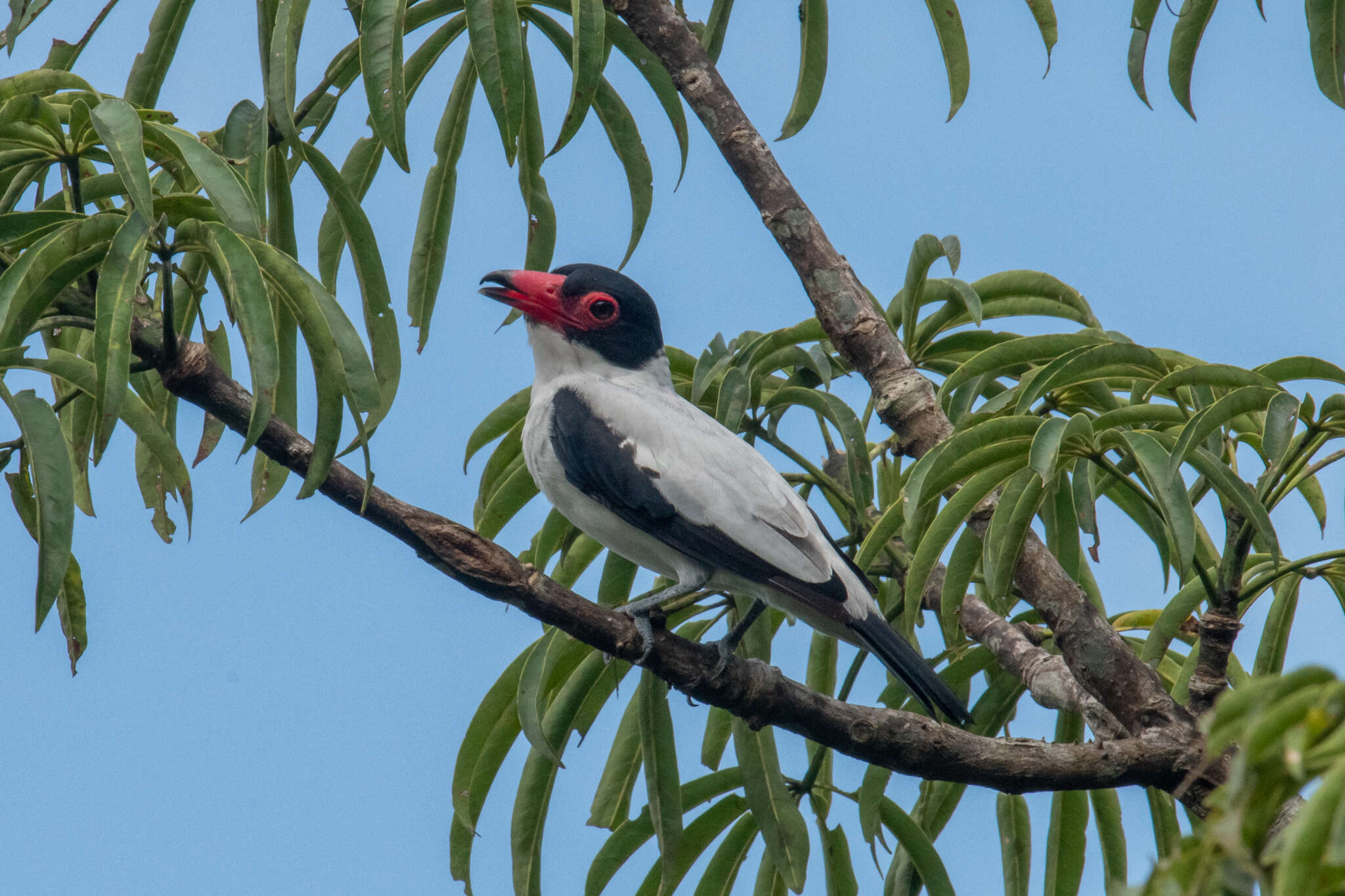 Image of Black-tailed Tityra