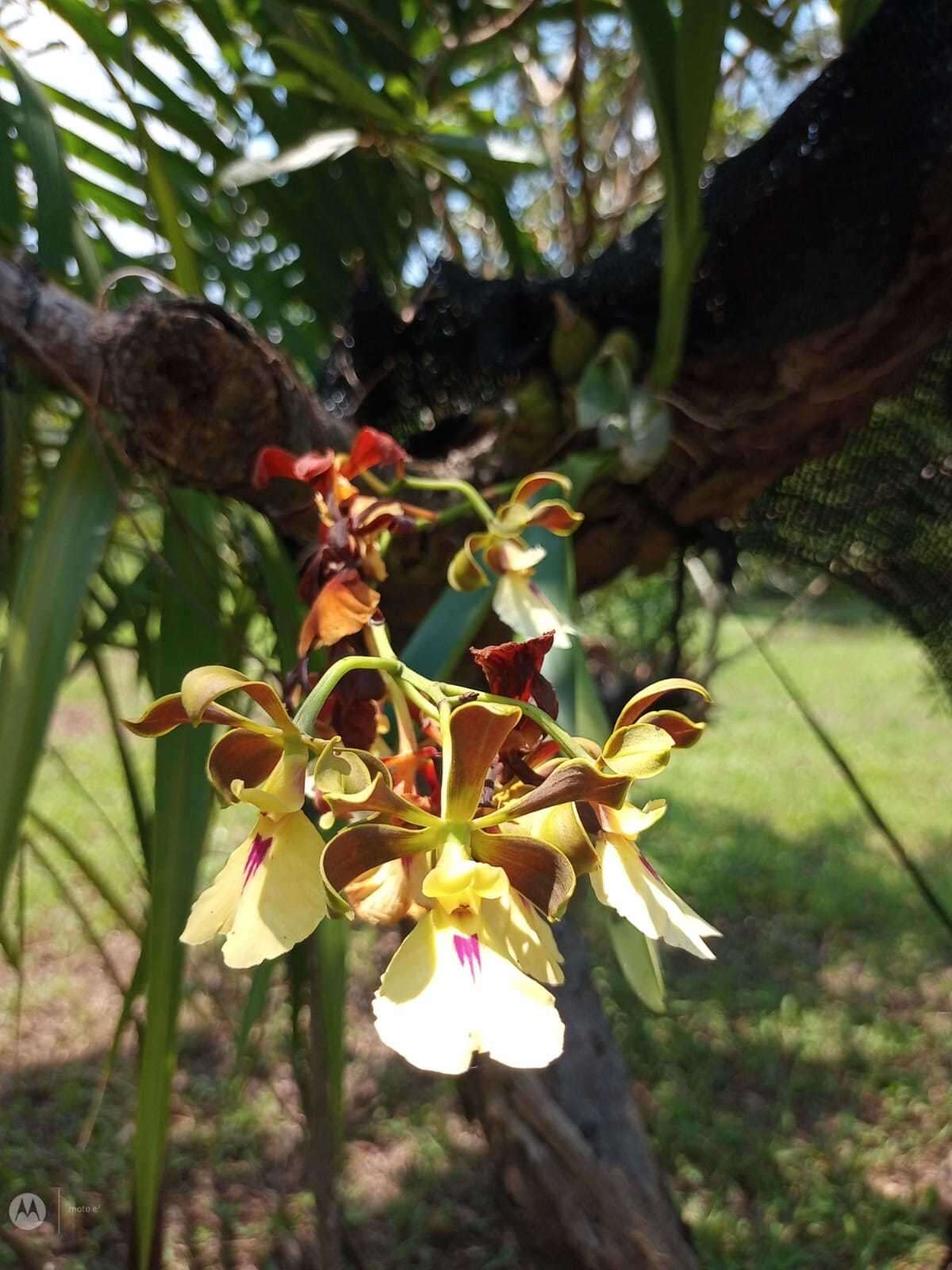 Image of Encyclia cordigera (Kunth) Dressler