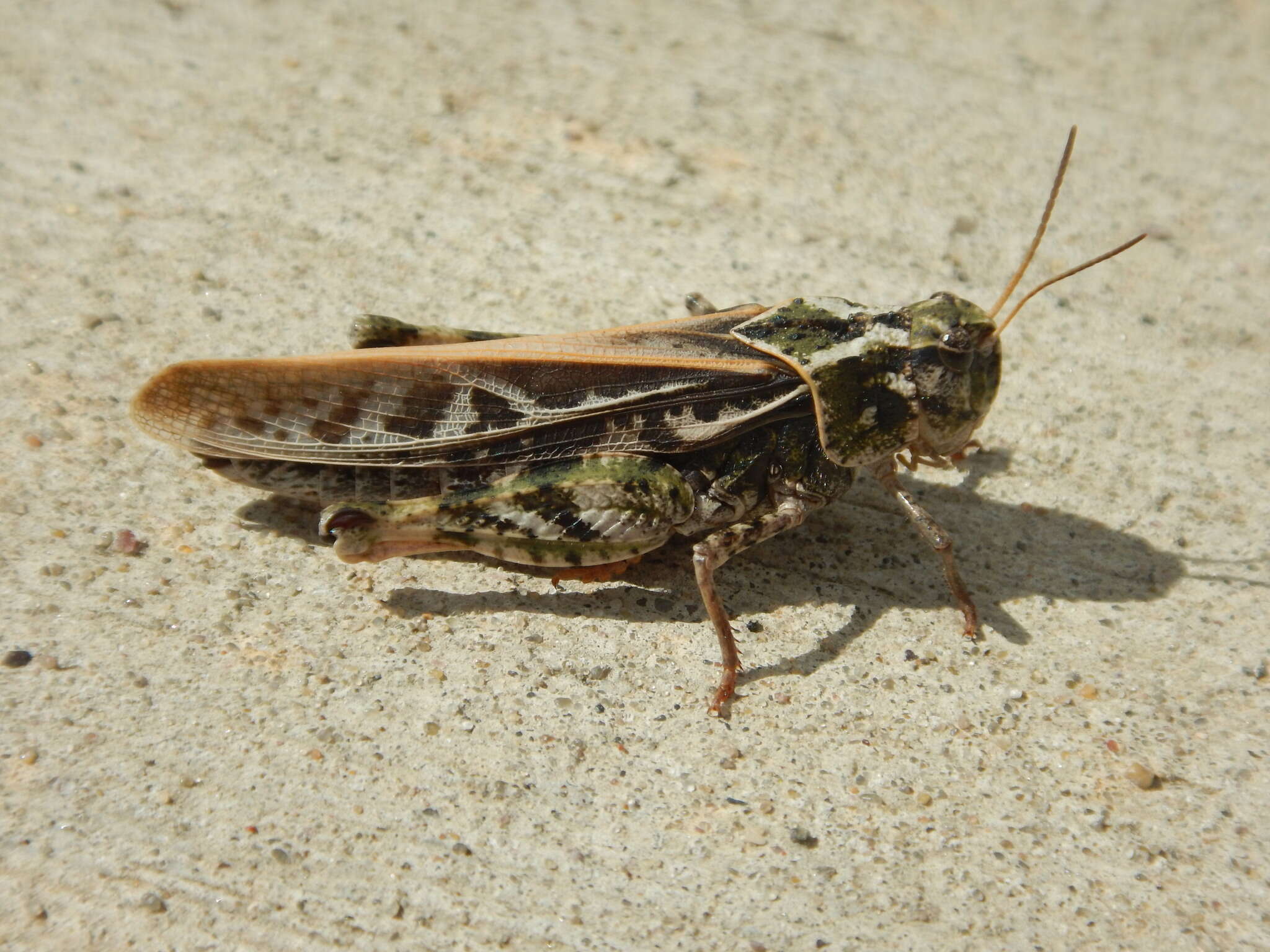 Слика од Pardalophora apiculata (Harris & T. W. 1835)