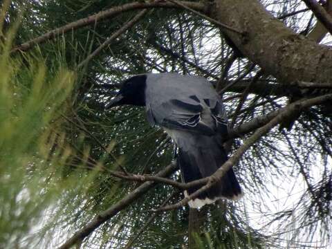 Image of Black-faced Cuckoo-shrike