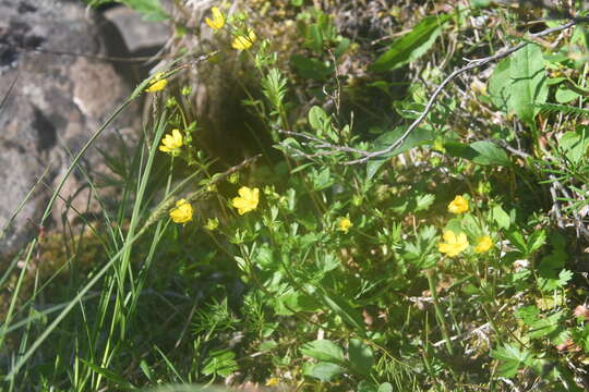 Слика од Potentilla crantzii subsp. gelida (C. A. Mey.) J. Soják