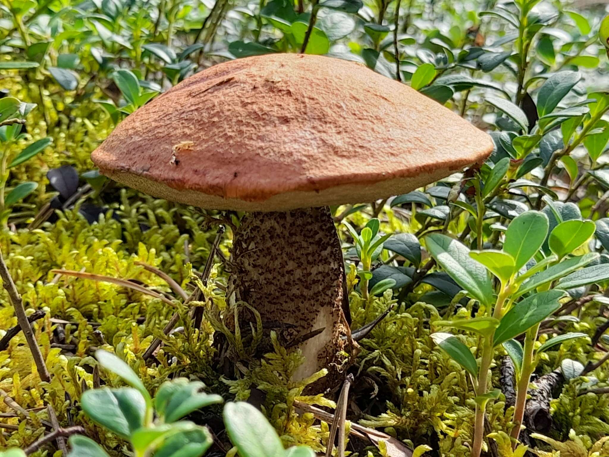 Image of Leccinum vulpinum Watling 1961